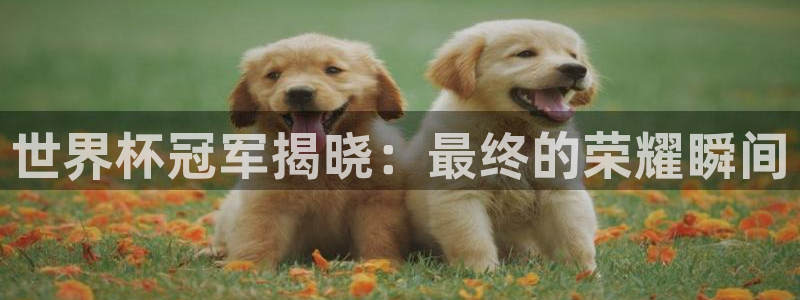 2026世界杯直播免费观看：世界杯冠军揭晓：最终的荣耀瞬间